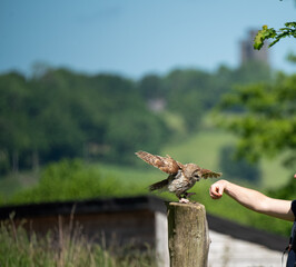 a Tawny Owl (Strix aluco) in demonstration at a bird of prey centre