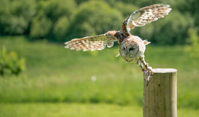 a Tawny Owl (Strix aluco) in demonstration at a bird of prey centre