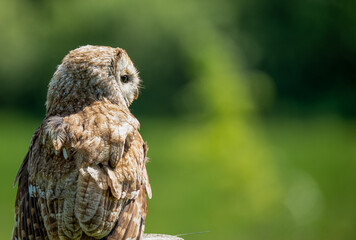 a Tawny Owl (Strix aluco) in demonstration at a bird of prey centre