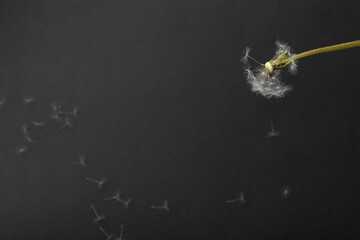dandelion seeds fly from a flower on black background, botany and bloom growth propagation