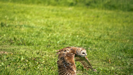 a Tawny Owl (Strix aluco) in demonstration at a bird of prey centre