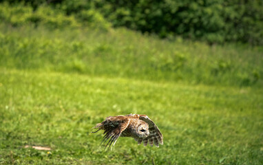 a Tawny Owl (Strix aluco) in demonstration at a bird of prey centre