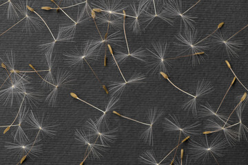 dandelion seeds on a black background
