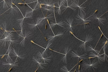 Foto op Plexiglas dandelion seeds on a black background © Serhii Savchenko