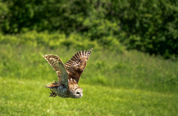 a Tawny Owl (Strix aluco) in demonstration at a bird of prey centre