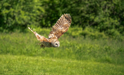 a Tawny Owl (Strix aluco) in flight