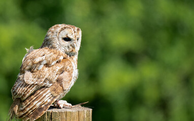 a Tawny Owl (Strix aluco) in demonstration at a bird of prey centre
