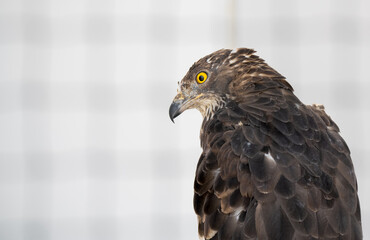 a honey buzzard (Pernis apivorus) from side profile