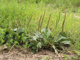 Blooming plantain on the side of the path
