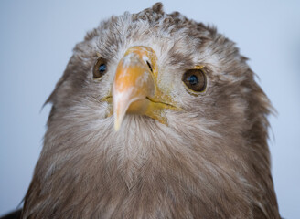 closeup face of a golden eagle (Aquila chrysaetos) 