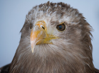 closeup face of a golden eagle (Aquila chrysaetos) 