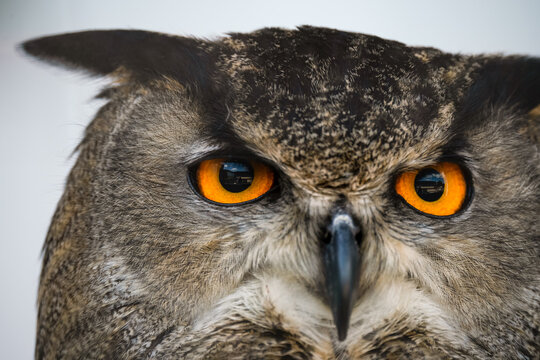 detailed close up face of a european eagle owl (Bubo bubo)