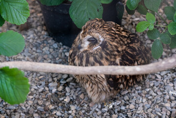 a Tawny owl resting after a flight demonstration 