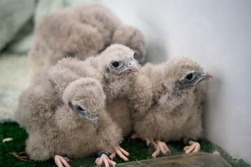 close up of  four baby kestrel chicks (Falco tinnunculus)  squabbling to get to war chicken pieces - obrazy, fototapety, plakaty