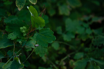 Summer sunny day in the forest.