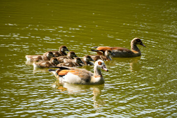Egyptian geese with chicks swimming on a lake. Wild birds in nature. Alopochen aegyptiaca.
