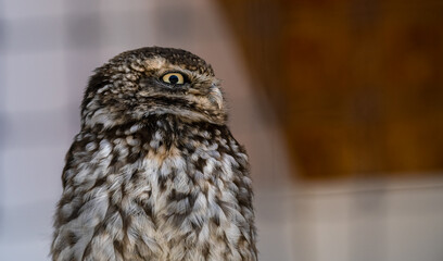 close up side profile head shot of a little owl (Athene noctua) at rest