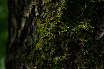 Summer sunny day in the forest.