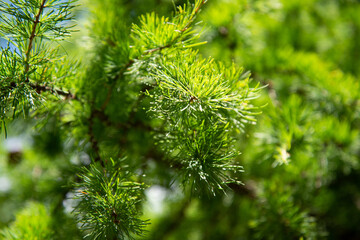 Summer sunny day in the forest.