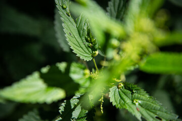 Summer sunny day in the forest.