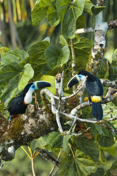 White-throated toucan. Rhamphastos tucanus