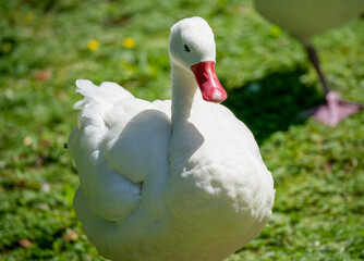 Obraz premium close up of a Coscoroba swan (Coscoroba coscoroba) 