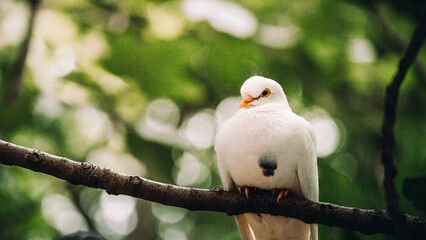 white bird in the tree