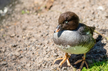 closeup of a Common goldeneye duck (Bucephala clangula)