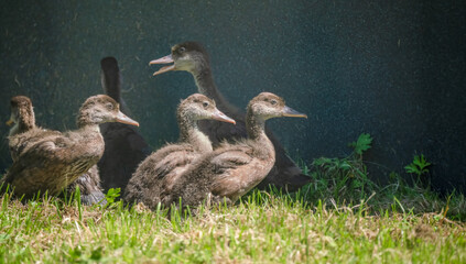 a clutch of young brown goslings (Anser)