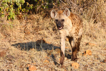 Obraz premium Tüpfelhyäne / Spotted hyaena / Crocuta crocuta...