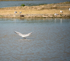 Naklejka premium brown headed gull (Chroicocephalus brunnicephalus) touching down on a bird sanctuary lake