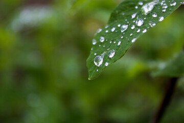 Leaf & Raindrops