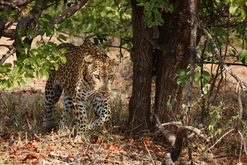 Leopard / Leopard / Panthera pardus.
