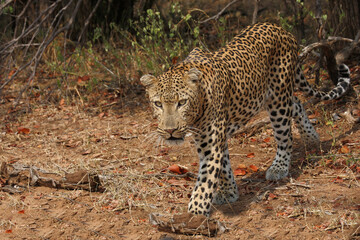 Leopard / Leopard / Panthera pardus.