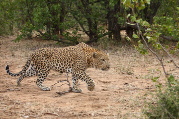 Fototapeta na wymiar Leopard / Leopard / Panthera pardus.