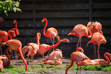 caribbean pink flamingo (Phoenicopterus ruber Linnaeus)