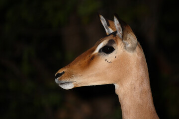 Schwarzfersenantilope / Impala / Aepyceros melampus.