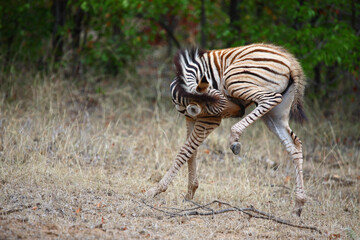 Steppenzebra / Burchell's zebra / Equus burchellii.