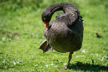 close up of a Black swan (Cygnus atratus)