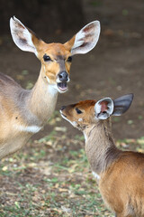 Buschbock / Bushbuck / Tregelaphus scriptus.