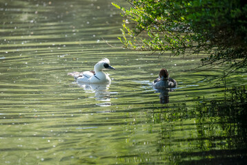 close up of a Smew (Mergellus albellus)