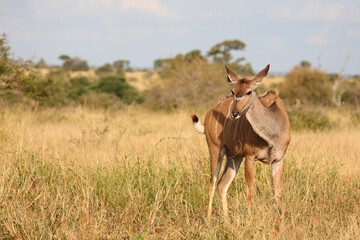 Großer Kudu / Greater kudu / Tragelaphus strepsiceros..........Großer Kudu / Greater kudu / Tragelaphus strepsiceros.