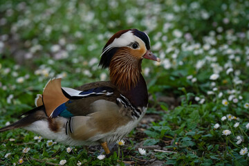 close up of a Mandarin duck (Aix galericulata) 