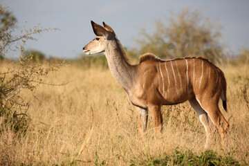 Obraz na płótnie Canvas Großer Kudu / Greater kudu / Tragelaphus strepsiceros