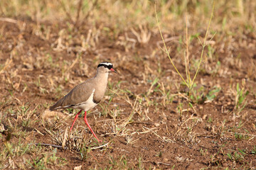 Kronenkiebitz / Crowned plover or Crowned lapwing / Vanellus coronatus
