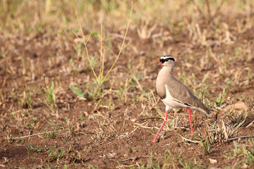 Kronenkiebitz / Crowned plover or Crowned lapwing / Vanellus coronatus