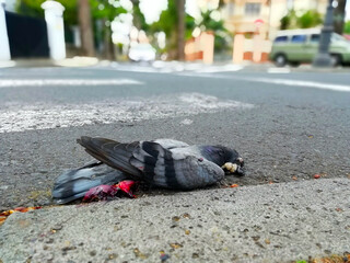 Paloma muerta en la calle.