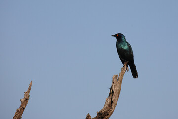 Rotschulter-Glanzstar/ Cape glossy starling or Red-shouldered starling / Lamprotornis nitens