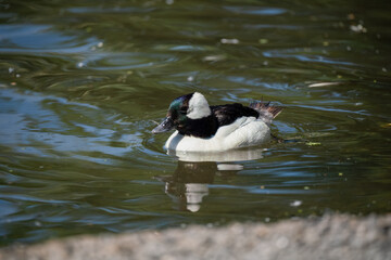 close up of a Bufflehead goldeneyes (Bucephala albeola)