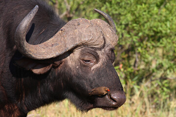 Fototapeta premium Kaffernbüffel und Rotschnabel-Madenhacker / African buffalo and Red-billed oxpecker / Syncerus caffer et Buphagus erythrorhynchus.